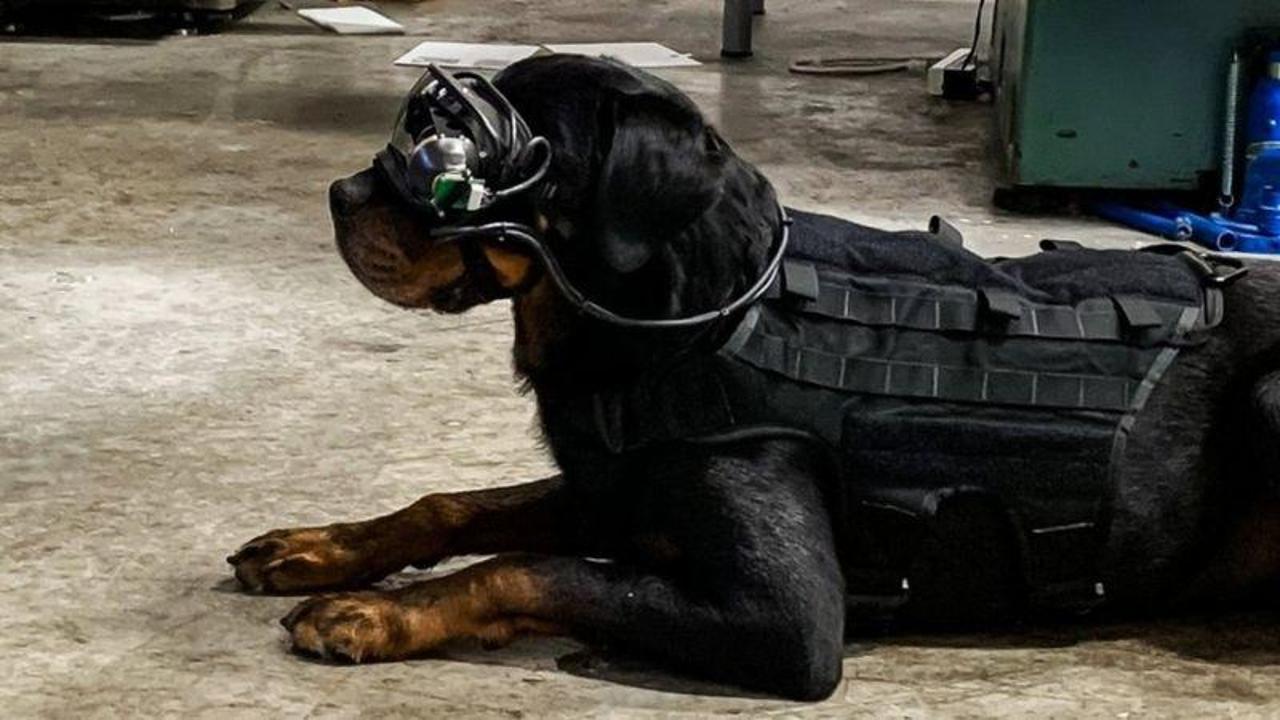 augmented reality military dog